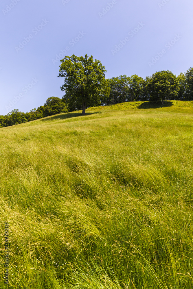 large oak tree on a hill with green grass large oak tree on a hill with green grass