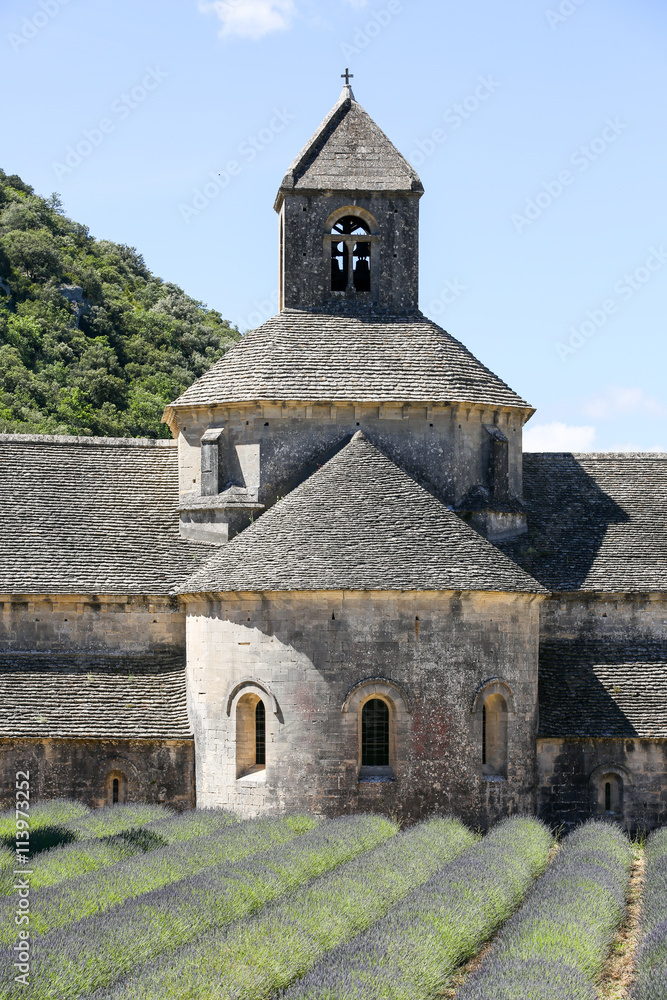 lavandes en provence