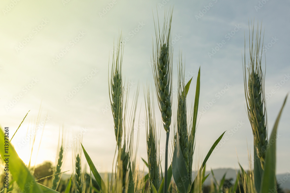 Fototapeta premium barley field in sunset time