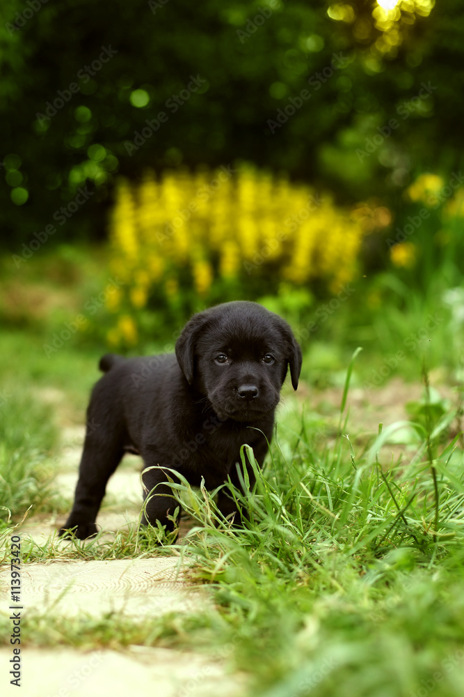 beautiful black pedigree Labrador puppy
