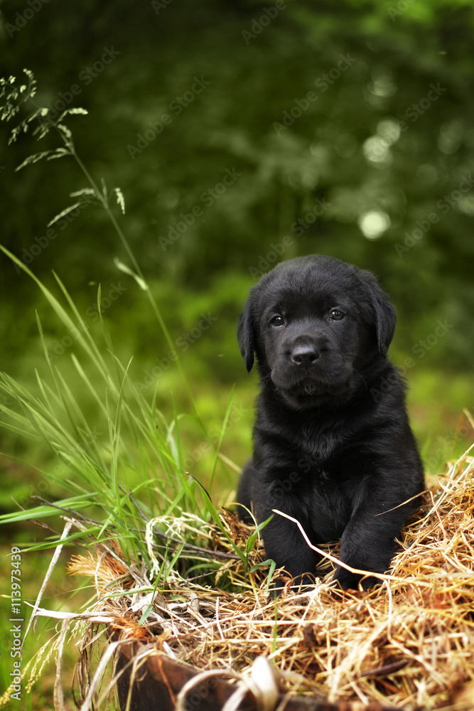beautiful purebred black puppy dog Labrador beautiful purebred black puppy dog Labrador