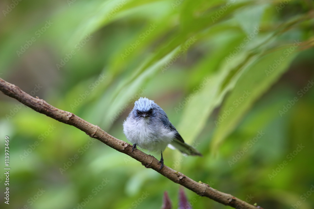 Naklejka premium White-tailed blue flycatcher (Elminia albicauda) in Volcano National Park,Rwanda