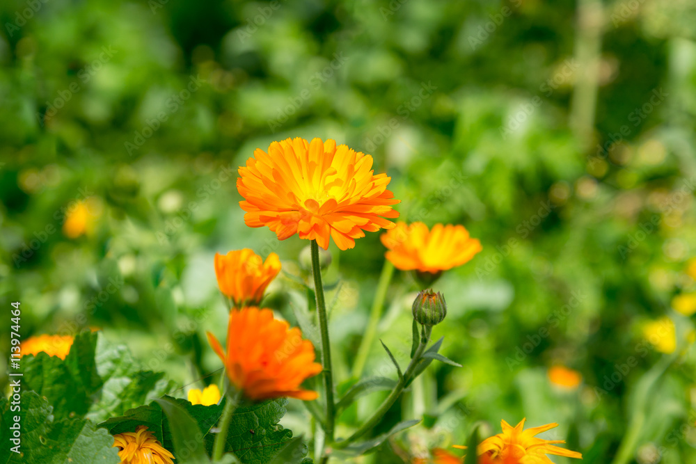 Calendula oficinalis blooming on a sunny day field. Focus on a single flower. Medical herb series. Calendula oficinalis blooming on a sunny day field. Focus on a single flower. Medical herb series.