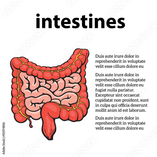 structure of the human colon, vector sketch hand-drawn illustration isolated on a white background, human internal organs, colon, intestinal digestion external view