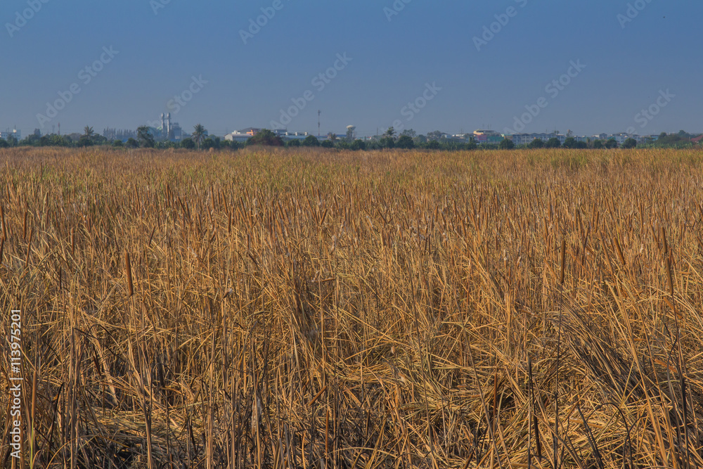Arid grasslands Arid grasslands