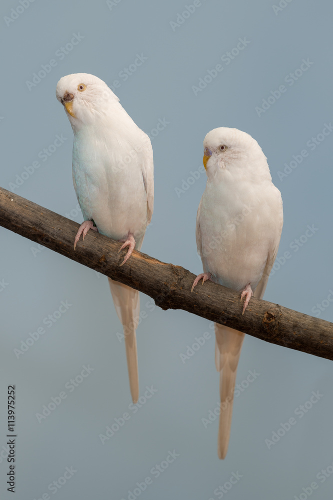 Parakeet perched on a bare tree branch Parakeet perched on a bare tree branch