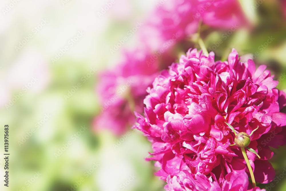 Beautiful summer flowers background with peony