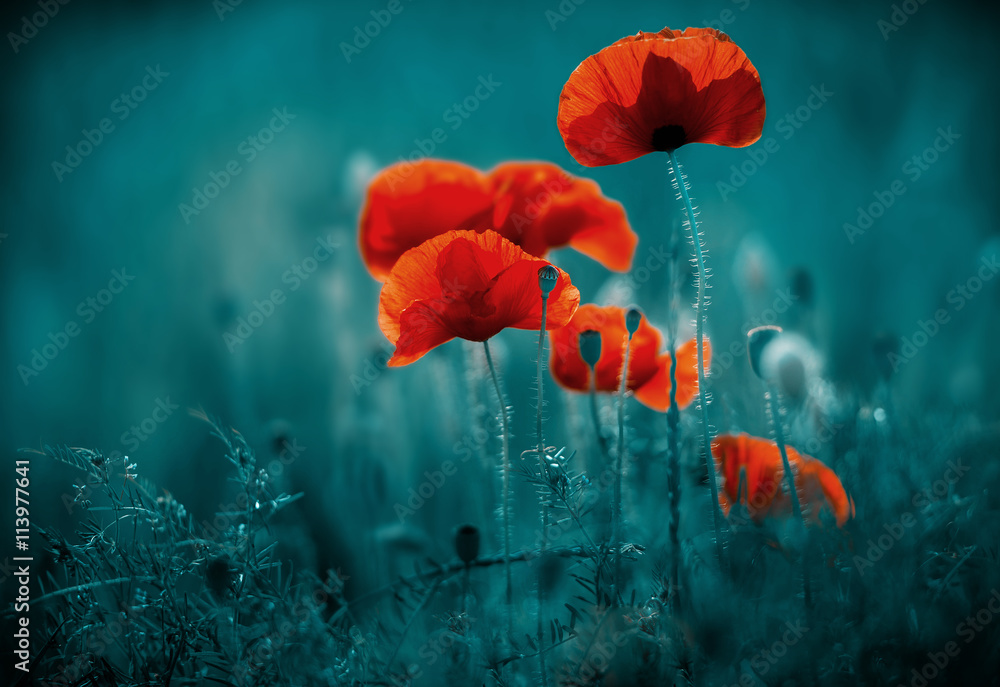 Naklejka premium Niesamowite pole maku. Letnie kwiaty.