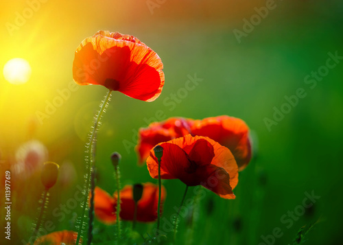 Amazing poppy field . Summer flowers .