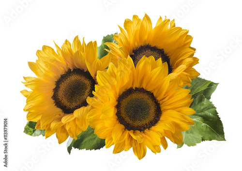 3 sunflower isolated on white background as package design element