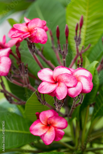 Branch of tropical red flowers frangipani  plumeria  on green le