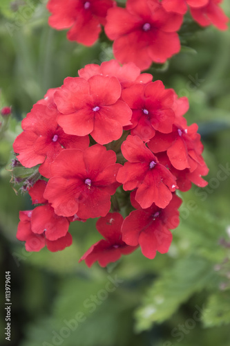 Fototapeta Naklejka Na Ścianę i Meble -  geranium in the garden