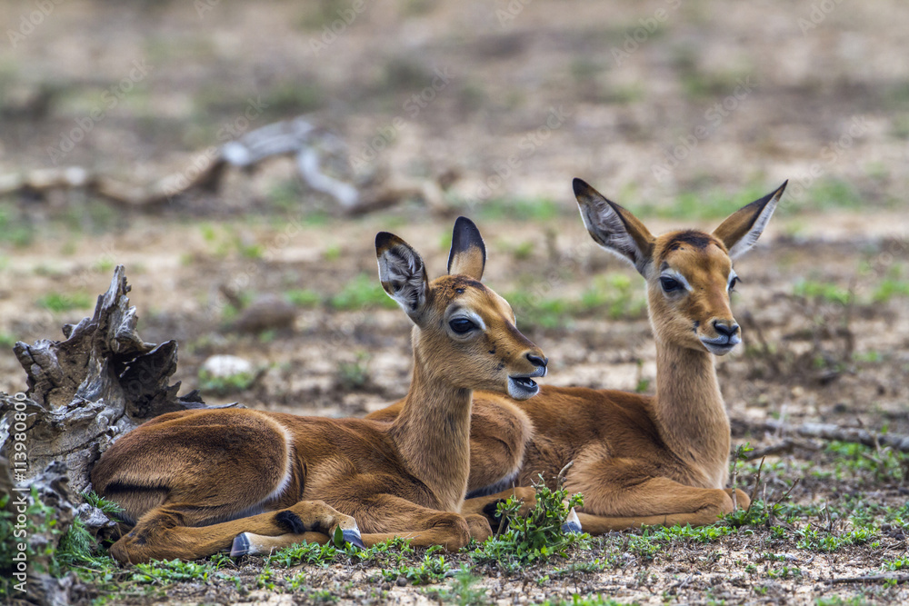 Impala in Kruger National park, South Africa Impala in Kruger National park, South Africa