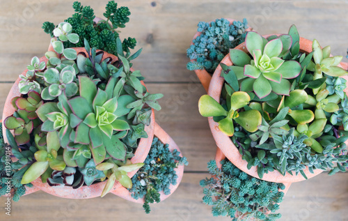 多肉植物の寄せ植え photo