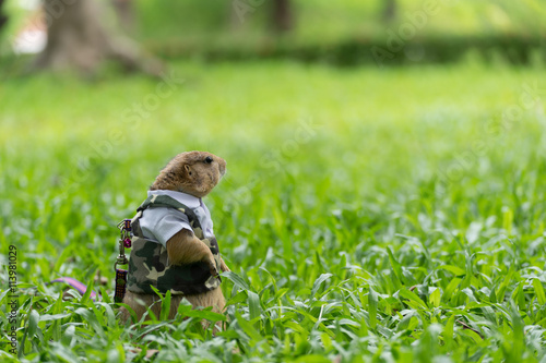 prairie dog