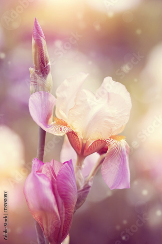  Iris flowers.