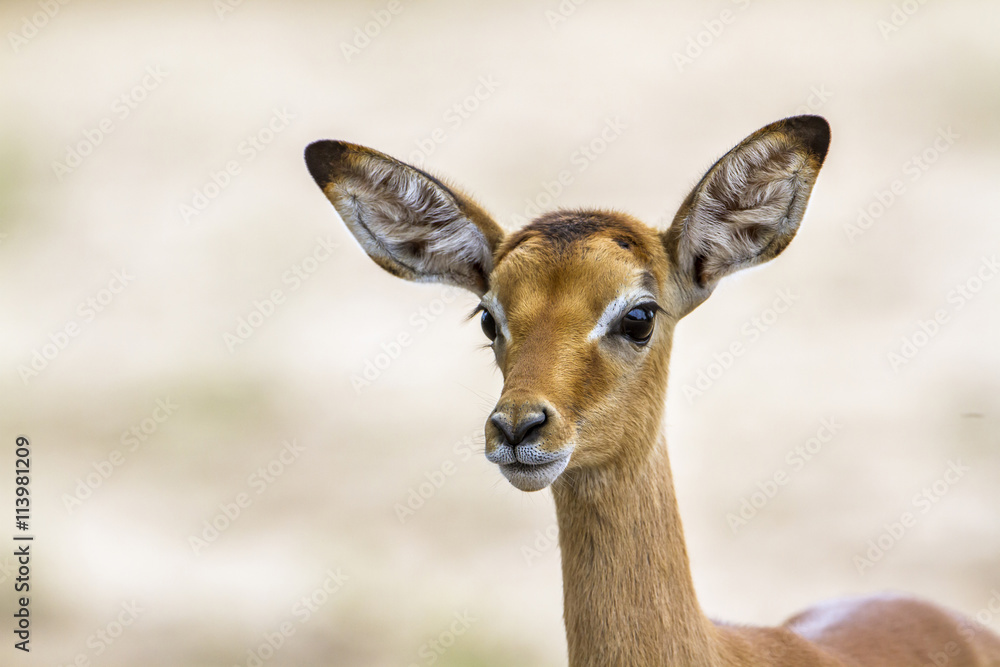 Impala in Kruger National park, South Africa Impala in Kruger National park, South Africa