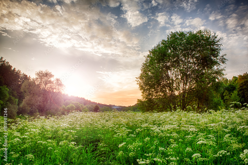 Fototapeta premium spring landscape with wildflowers and trees beautiful sunset.
