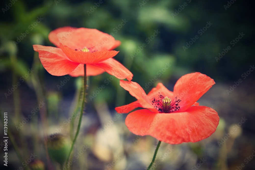 Fototapeta premium Beautiful blooming poppies close up. (Papaver rhoeas)