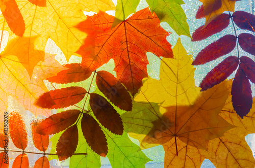 Foto Colorful autumn leaves
