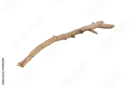 twig