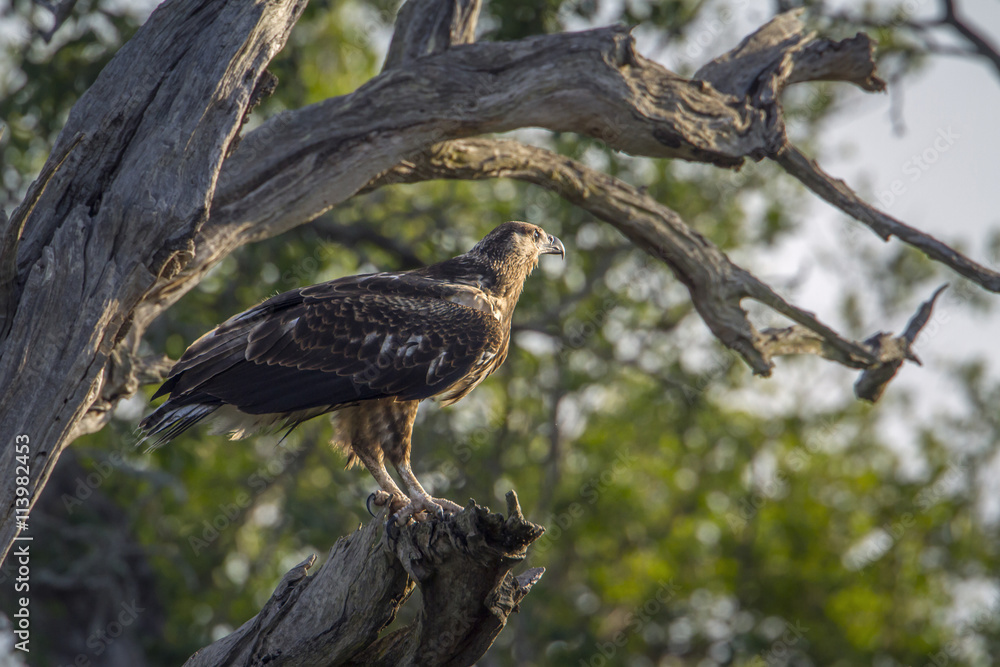 Martial Eagle in Kruger National park, South Africa Martial Eagle in Kruger National park, South Africa