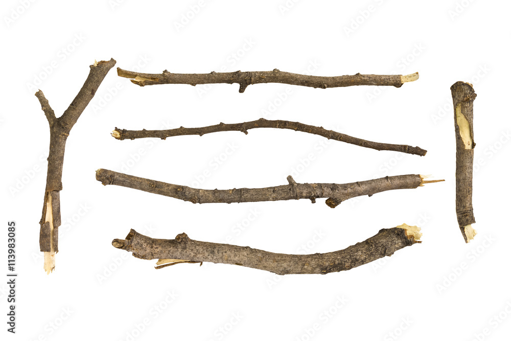 Obraz premium twig
