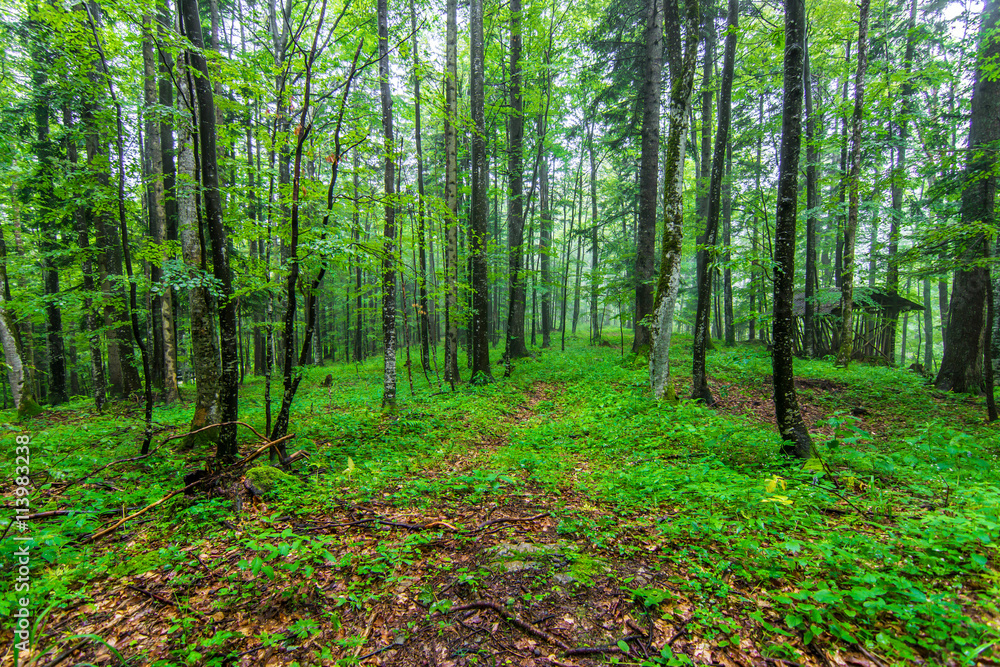 Inside of the green wild forest Inside of the green wild forest