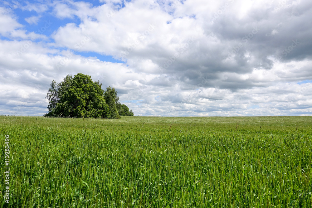 Field of green wheat