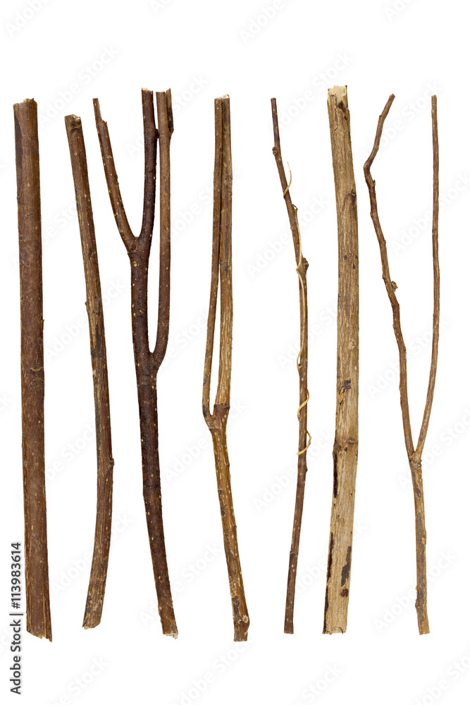 branch branch