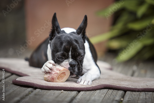 Boston Terrier chewing her marrowbone on her blanket on the terr © Nailia Schwarz