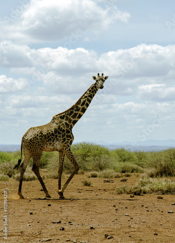 African giraffe in the bush of the savannah in Tarangire National Park, Tanzania.