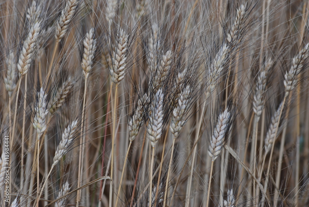 Fototapeta premium ble