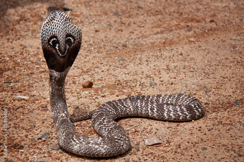 Kobra in Sri Lanka