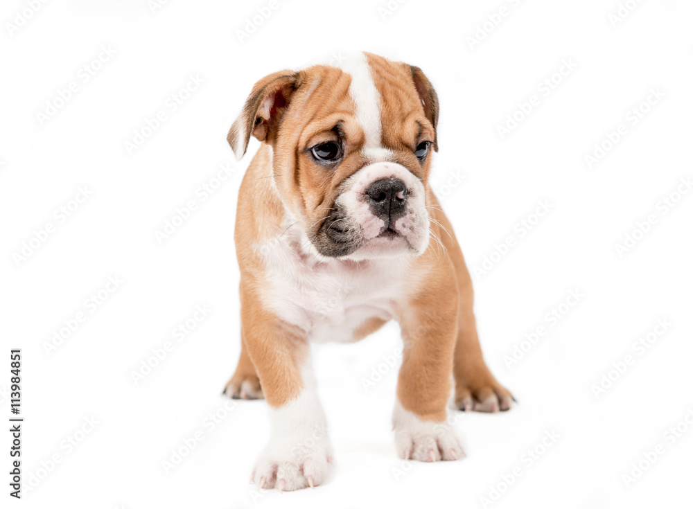 English bulldog puppy