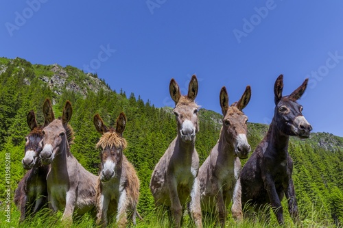 Six curious funny donkeys in Carpathian mountains
