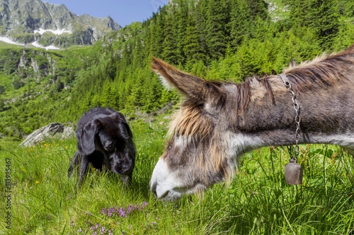 Friendship of donkey and dog.Multicultural friendship stories.