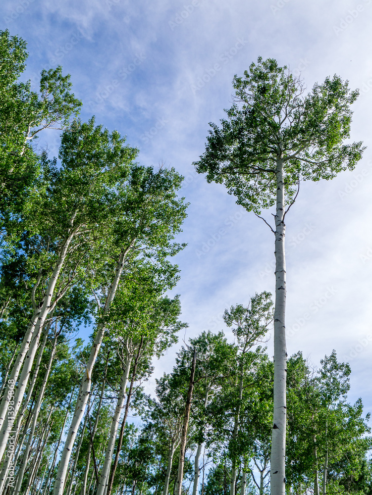 Fototapeta premium Blue Sky, Aspen Trunks & Canopy