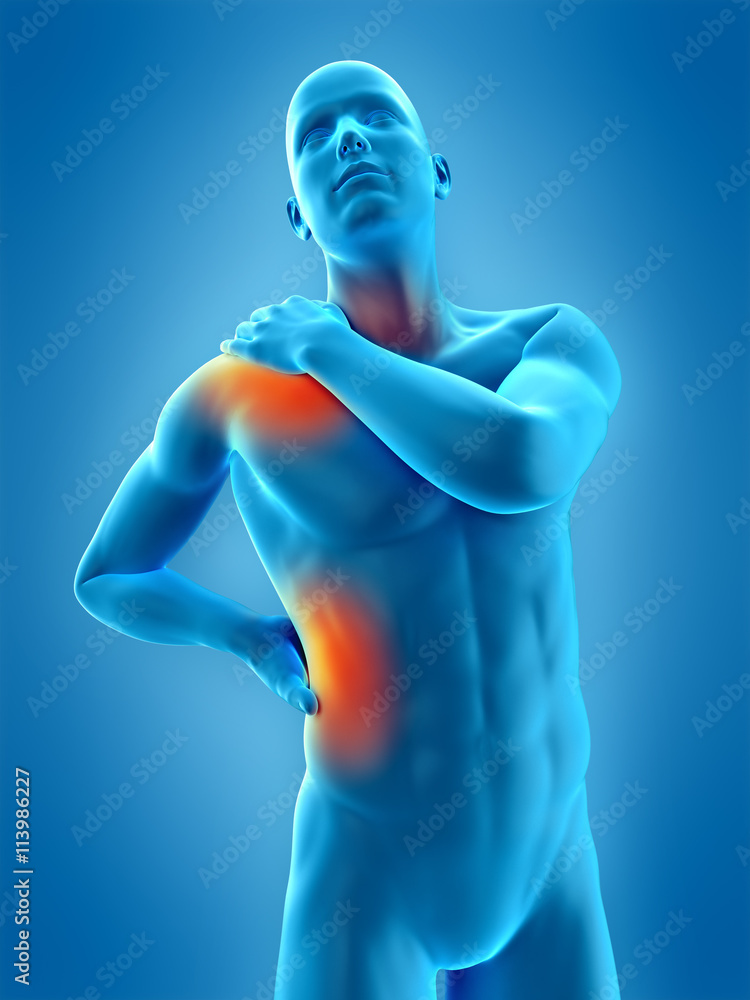 medically accurate 3d illustration of highlighted parts of the human body