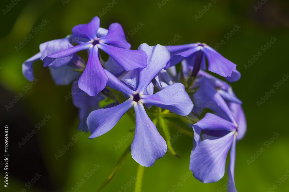Blue flowers close-up. Decorative flower garden perennial Phlox divaricata