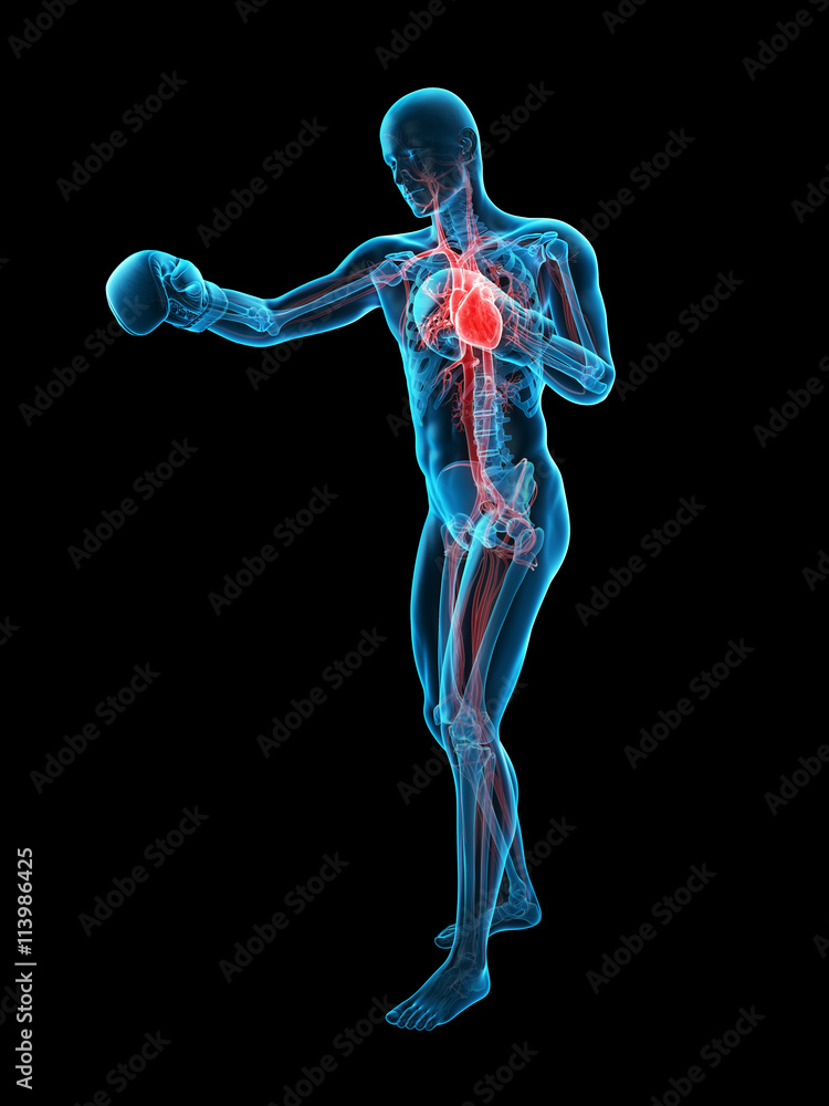 medically accurate 3d illustration of a boxing pose