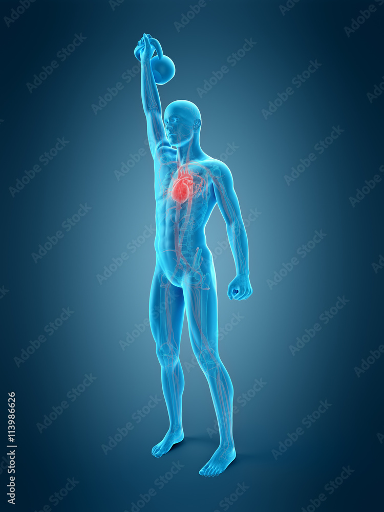 medically accurate 3d illustration of an athlete with kettle medically accurate 3d illustration of an athlete with kettle