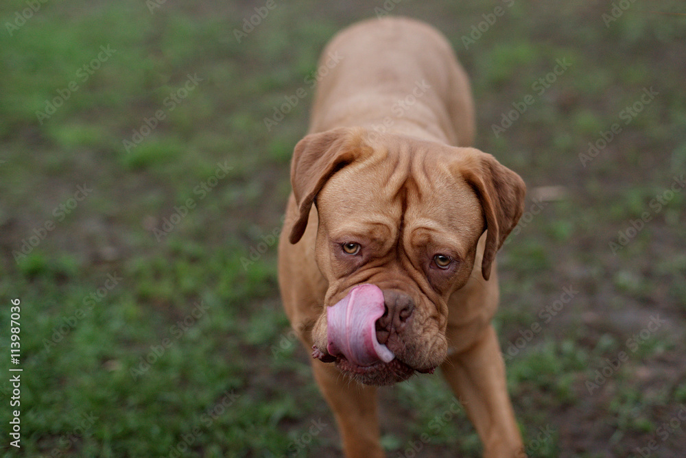 dogue de bordeaux close up details of face dogue de bordeaux close up details of face
