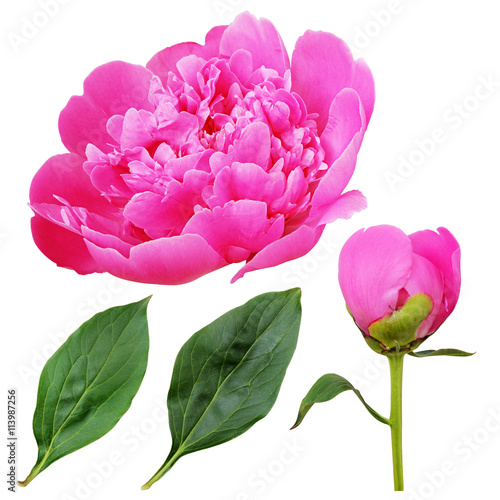 Closeup of pink peony flower, bud and leaves
