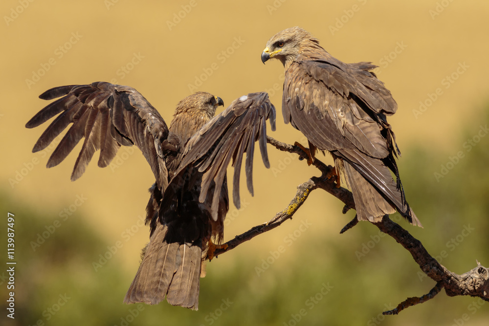 Fototapeta premium Milano negro