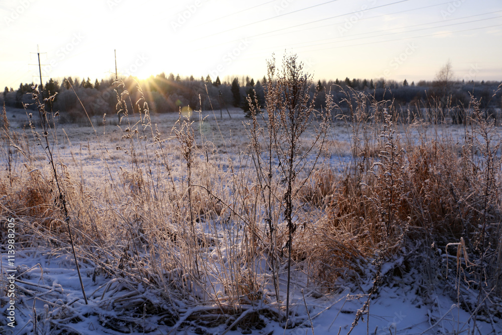 Grass in the snow and winter sunrise Grass in the snow and winter sunrise
