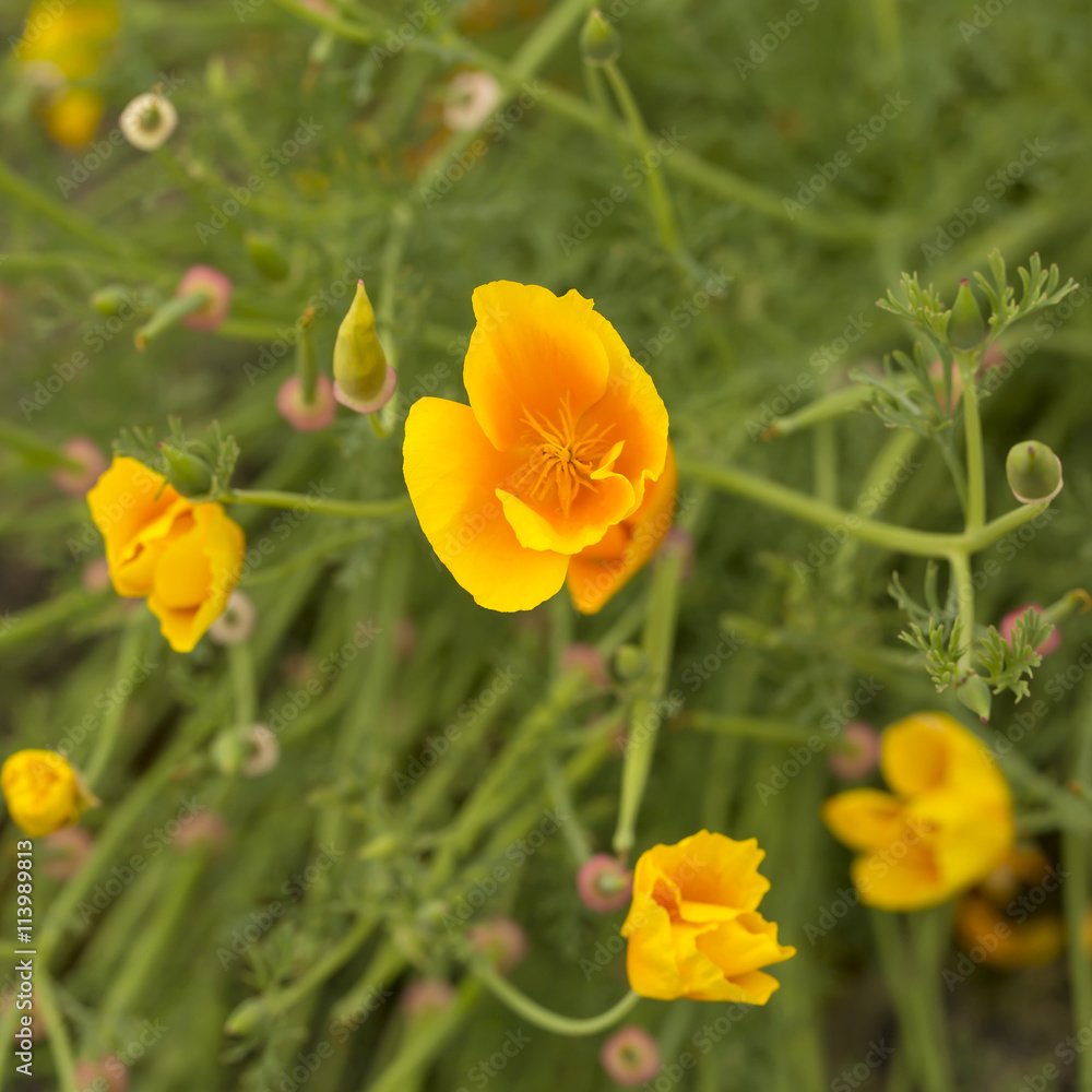 Small Orange Poppy. An orange Californian Poppy sits out of a tangle of stems and small flowers. The combination of green and orange is pleasing Small Orange Poppy. An orange Californian Poppy sits out of a tangle of stems and small flowers. The combination of green and orange is pleasing