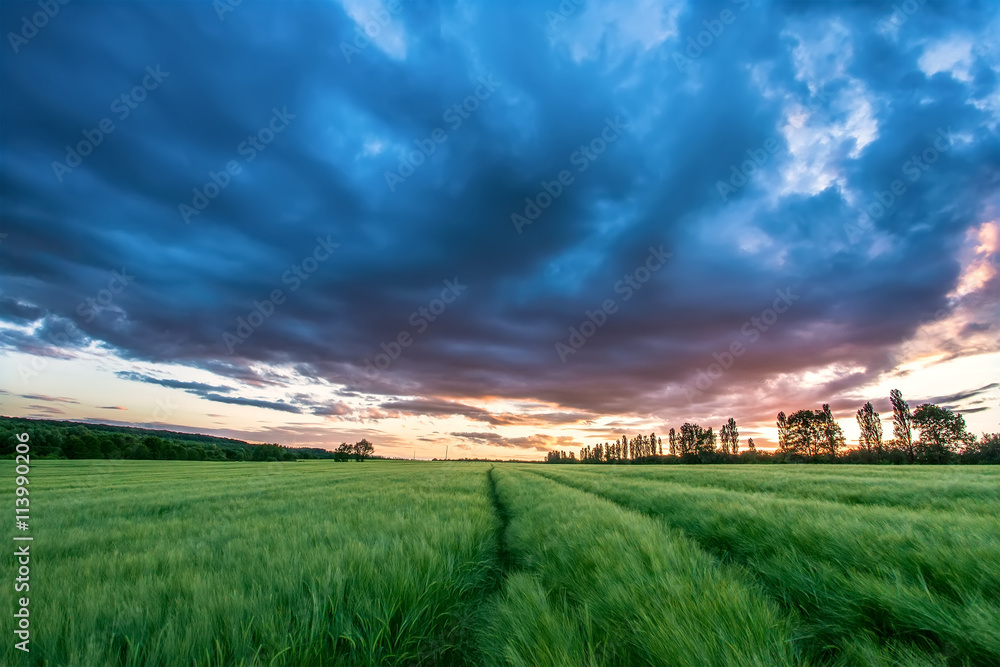 Colorful sunset over wheat field.