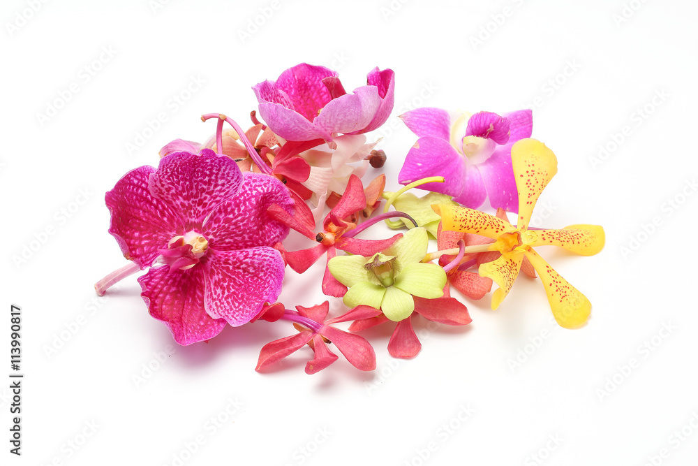 Naklejka premium Orchid Flowers mixed