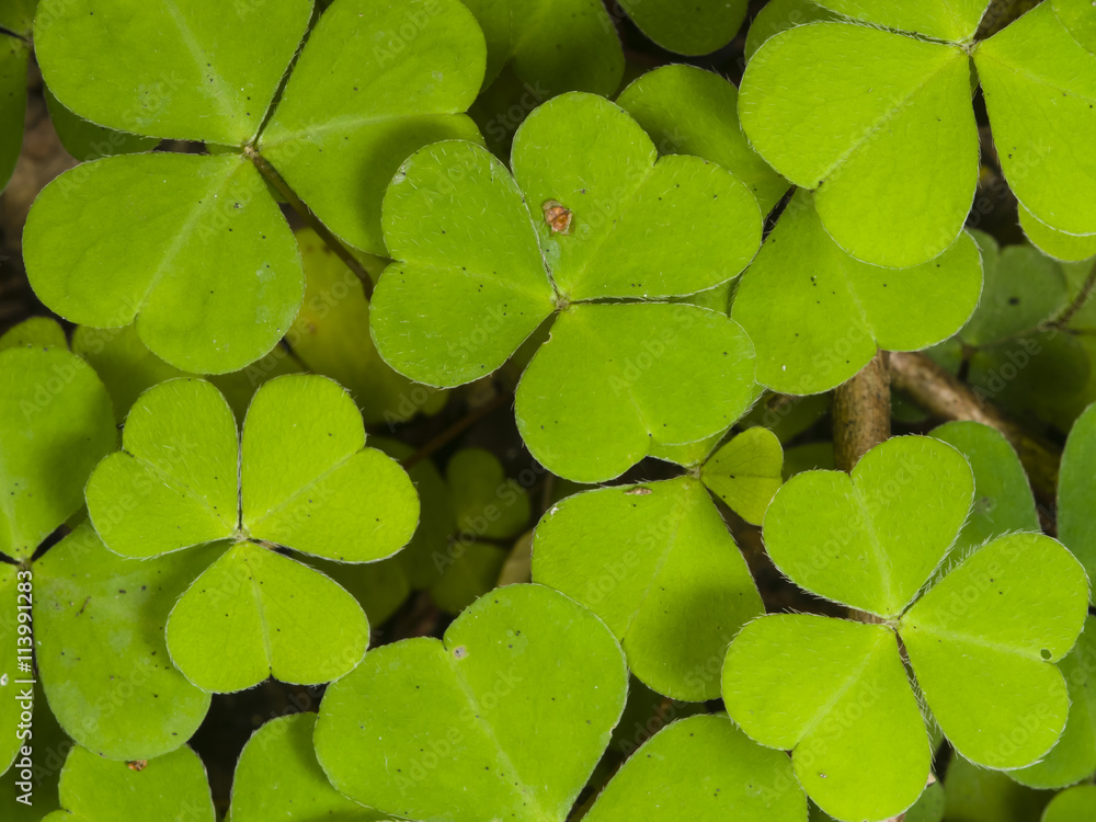 Common Wood Sorrel, Oxalis acetosella, leaves texture macro, selective focus, shallow DOF Common Wood Sorrel, Oxalis acetosella, leaves texture macro, selective focus, shallow DOF